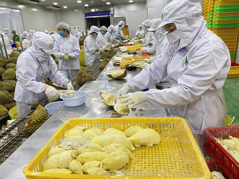 China officially imports Vietnamese frozen durian and fresh coconut